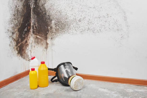 Best Basement Mold Remediation in Melrose, MN