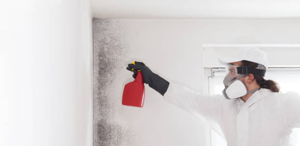 Best DIY Mold Remediation Support Services in Melrose, MN