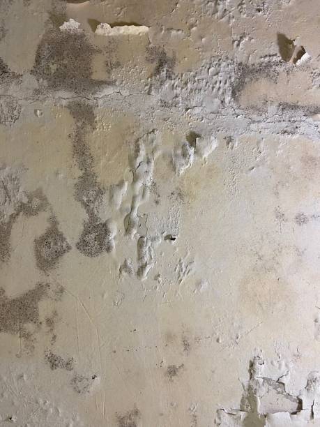 Best Insurance-Related Mold Remediation in Melrose, MN