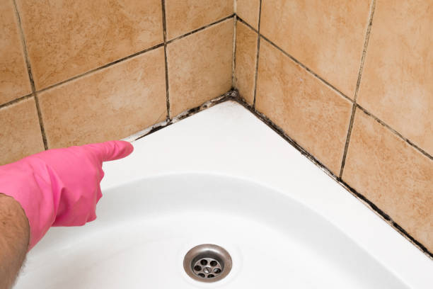 Best Basement Mold Remediation in Melrose, MN